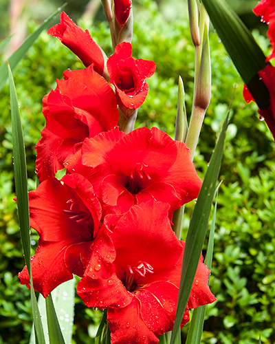 GLADIOLUS OSCAR 100 kusov